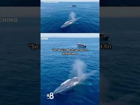 Blue whale sighting off San Diego coast marks start of viewing season