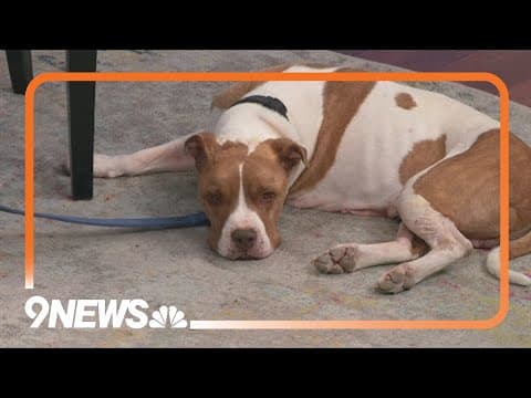 He's sweet, playful and loving: Conan needs a forever home!