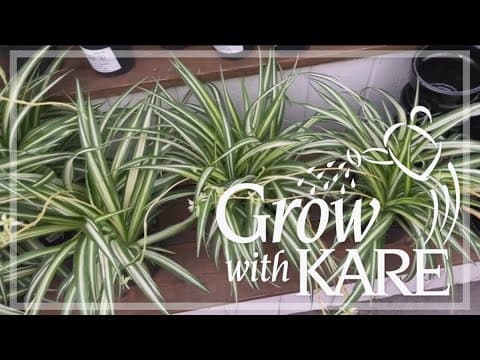 Grow with KARE: 6 ways to keep houseplants watered while on vacation