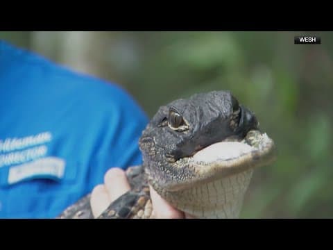 Jawless gator rescued in Florida needs help finding a name