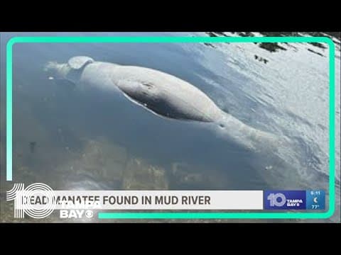 Dead manatee removed from Mud River
