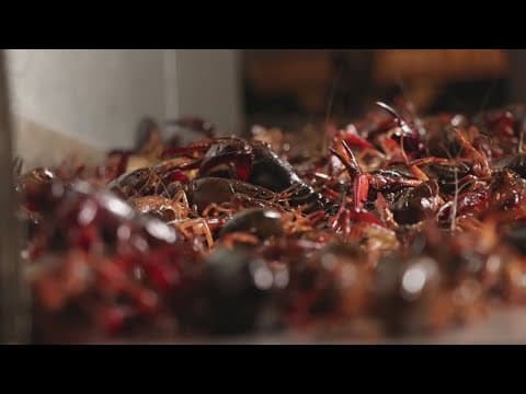 Snow not expected to halt crawfish production in Louisiana