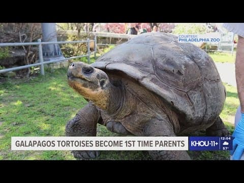 100-year-old tortoises become first-time parents