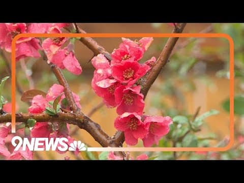 Fruit trees provide a welcome spring burst of color