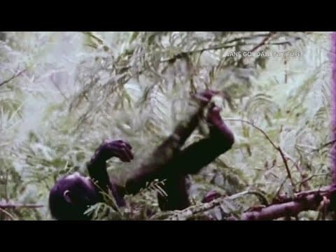 Tributes pour in for Dr. Jane Goodall