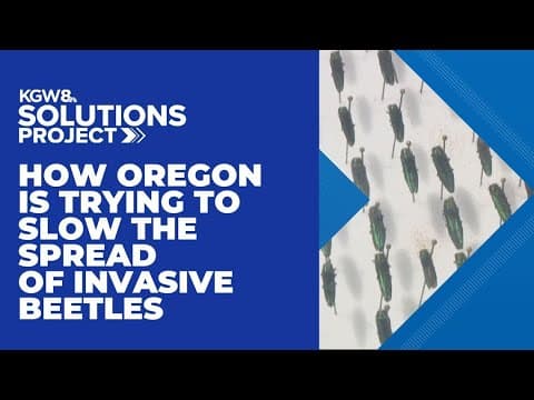 Forest Grove, Cornelius trying to slow the spread of invasive emerald ash borers