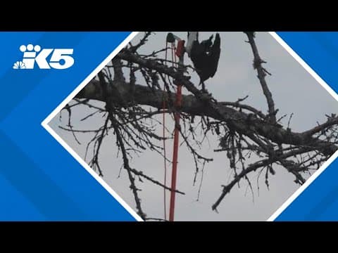Community comes together to save crow stuck in tree at Tacoma's Point Defiance Park