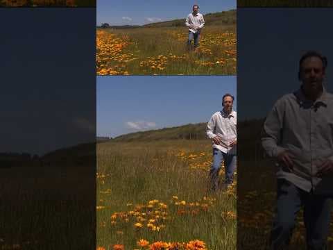 This is how the iconic flowers on the side of freeways across California came to be