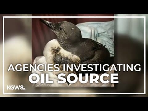Tar patties found on Oregon, Washington coasts after rash of oiled birds