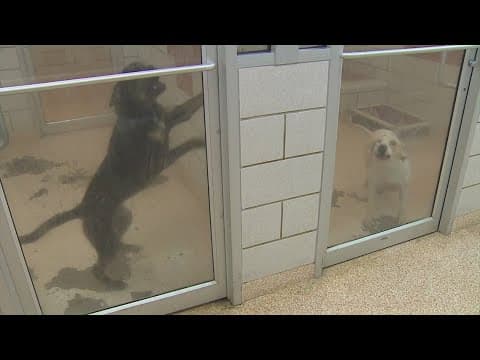 Houston Humane Society raising money for Beryl repairs