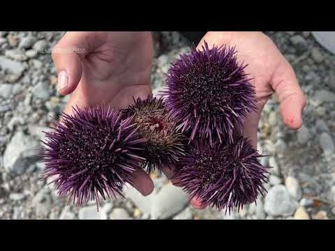 Sunflower sea star spawning hopes to turn the tide for ocean recovery