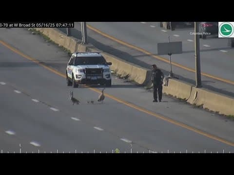 ODOT video shows Columbus police officers help escort geese off I-71