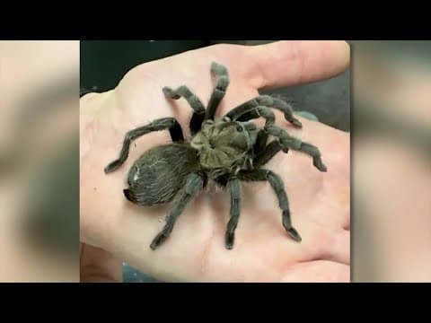 Texas tarantulas are out and about looking for love