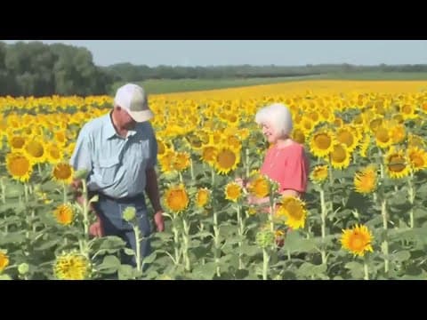 Sunflower surprise! Man gives wife huge field of flowers for 50th anniversary
