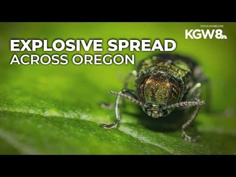 Oregon officials confirm state’s first emerald ash borer in Portland