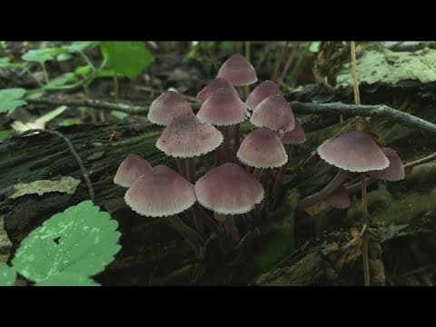 Magic mushrooms showing promising results in treating anorexia
