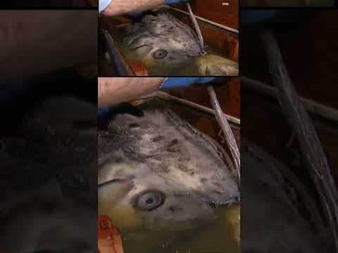 The dead oarfish was found in La Jolla Cove last weekend by kayakers and snorkelers.