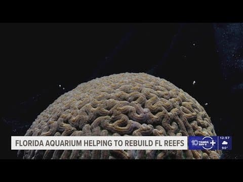 Florida Aquarium aims to help rebuild coral reefs