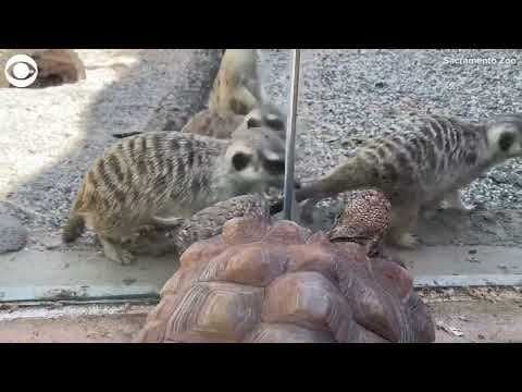 Meerkats and tortoises become neighbors at Sacramento Zoo