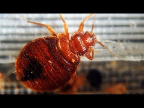 How to avoid bed bugs on your Spring Break vacation