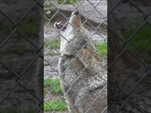 The San Diego Humane Society Project Wildlife is on call to rescue animals during winter storms.