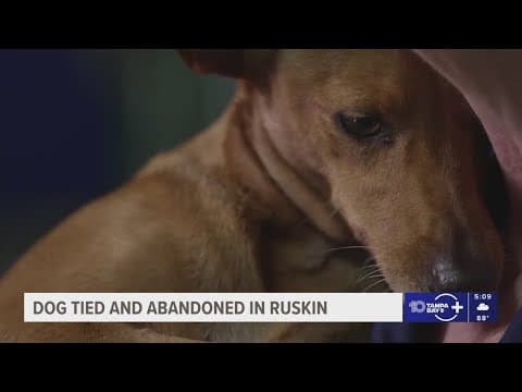 Ruskin dog found with paws tied up on side of road