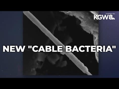 New "cable bacteria" species found in Oregon could lead to bioelectric devices