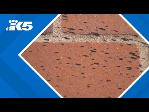 Mercer Island Police Department identifies antisemitic vandalism suspects