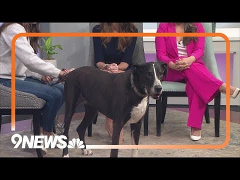 Petline9: Senior Great Dane needs forever home