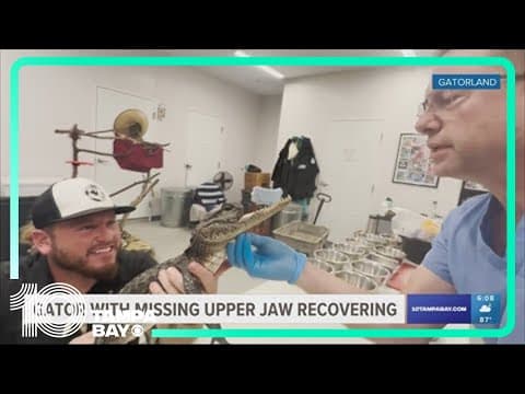 Gator with missing upper jaw receives name after finding new home at Orlando reptile park
