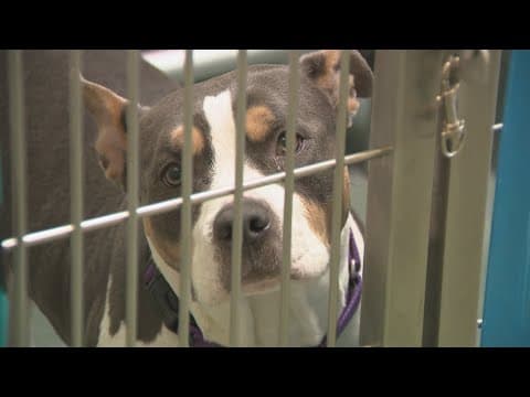 Inside look at the "Vintage Tails Adoption" event