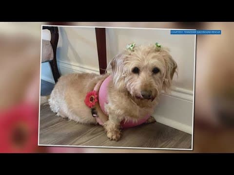 Tennessee Dachshund Rescue hosts adoption event