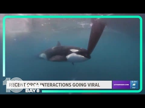 Yes, orca encounters with boats have increased, but only in one part of the world