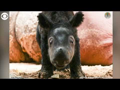Sumatran rhino born in Indonesian breeding program for the critically endangered species