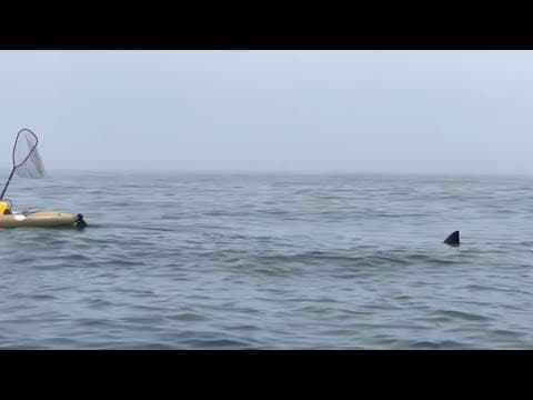 VIDEO: Kayakers spot shark while on water in California