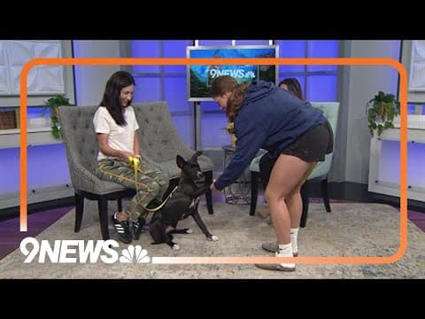 Playful 6-month-old pup needs a new home