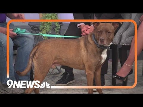 Friendly dog is seeking a new home