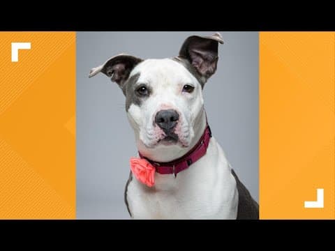 Pets of the Week: 10-19-2024