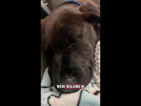 Olympia man injured, dog killed in hit-and-run