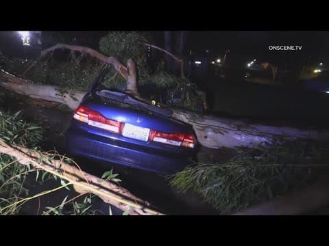 Eucalyptus tree crushes man's car in Scripps Ranch