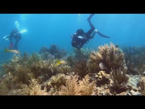 Study says human impact on oceans could double by 2050 without urgent action