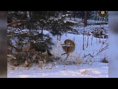Coyote rescued from fence in frigid temperatures