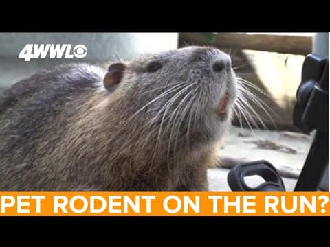 Beloved pet rodent to be confiscated by La. Wildlife and Fisheries