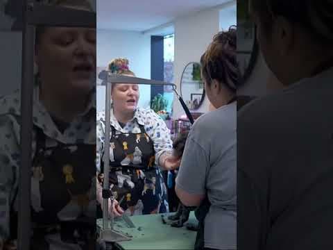 Foster dogs get free holiday makeovers