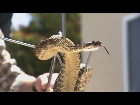 Are wildlife sightings on the rise with this heat wave?