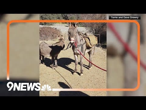 Missing donkey found living with herd of elk