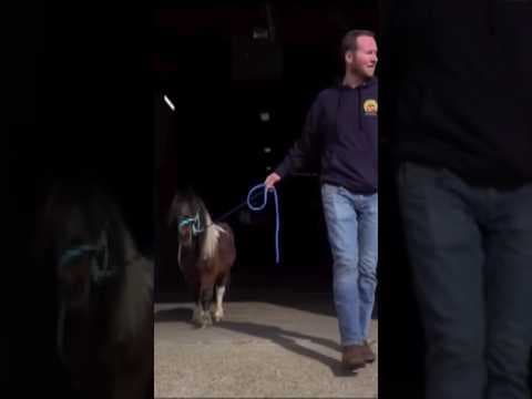 Mini horse joins NOPD ranks #horse #pony #animals