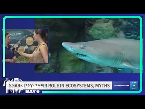 Dispelling common myths of sharks on National Shark Awareness Day