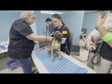 Here's how to help animals displaced during Texas storms