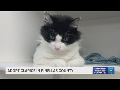 Longest cat resident at local shelter needs a fur-ever home
